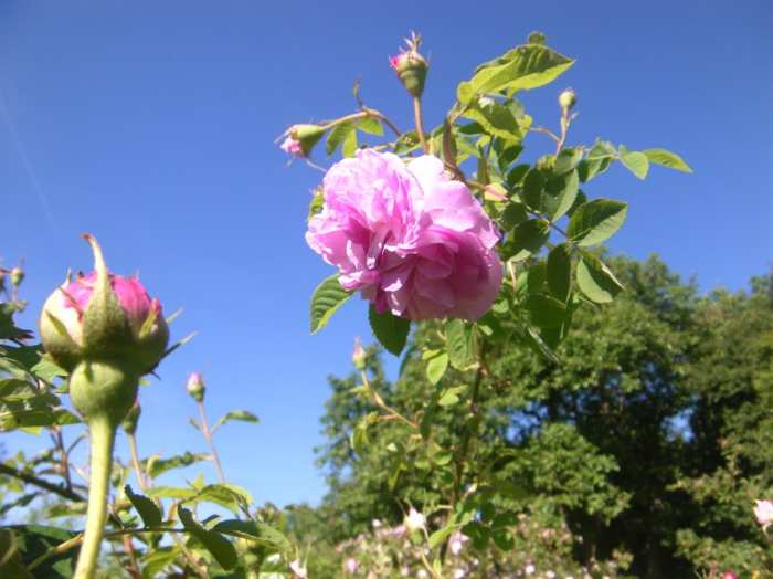 ‘Blush Damask’