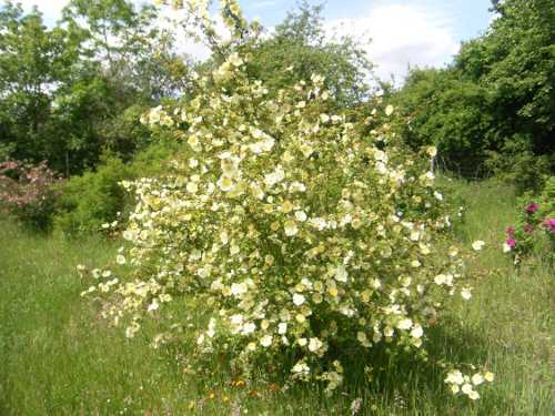 ‘Cantabrigiensis’