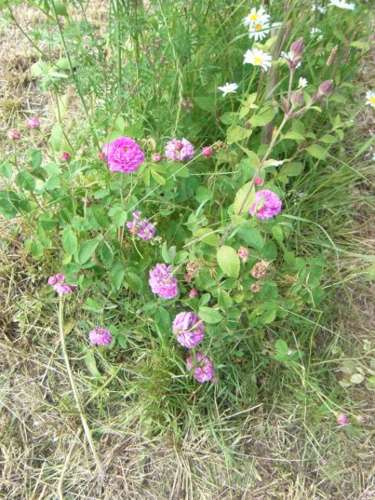 ‘Rose de Meaux’, Jungpflanze im Park.