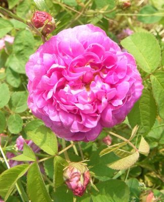 ‘Rose de Meaux’, Aufsicht dichtgefüllte Einzelblüte.