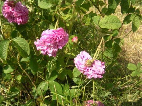 ‘Rose de Meaux’, herabhängende, dicht gefüllte rosa Blüten-Rosetten am Strauch.