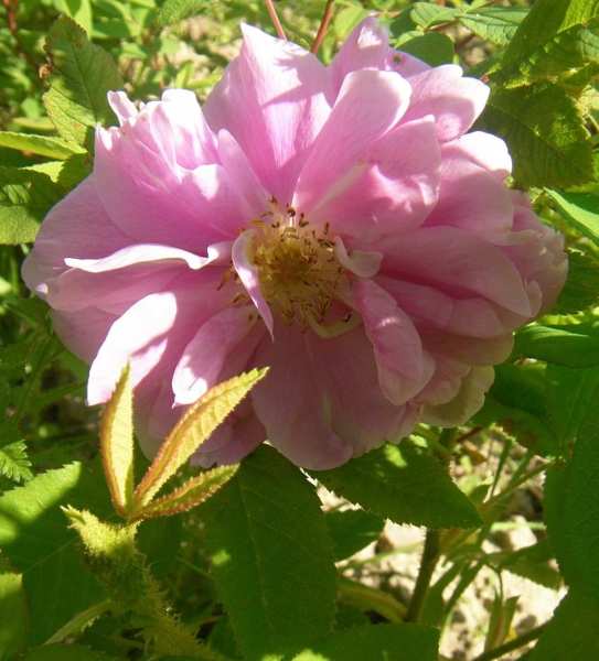 ‘Duchesse de Verneuil’, geöffnete Blüte, Staubwedel.