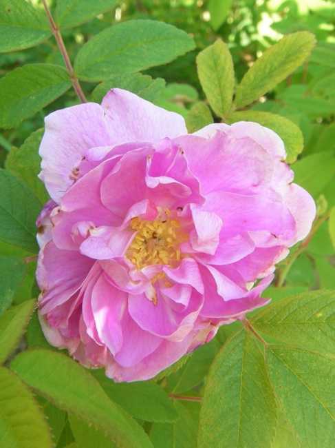 ‘Duchesse de Verneuil’, zerzauste Blüte.