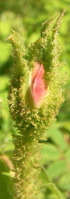 ‘Duchesse de Verneuil’, wie zuvor, Knospe Farbe zeigend.