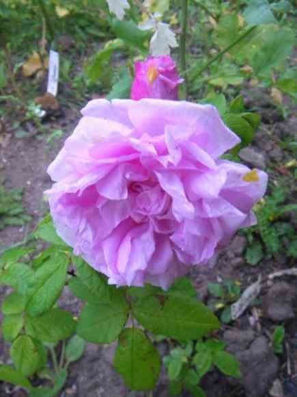 ‘Duchesse de Verneuil’, große hellrosa locker gefüllte Einzelblüte.