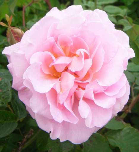 ‘Fritz Nobis’