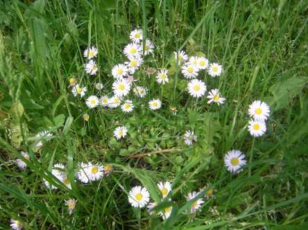 Gänseblümchen