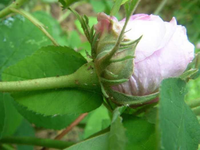 ‘Gaspard Monge’, Blüte Seitenansicht, Kelchblätter und Kelch.
