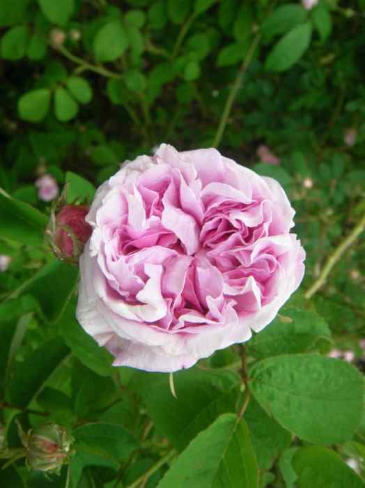 ‘Gaspard Monge, tadellose Blütenrosette.’