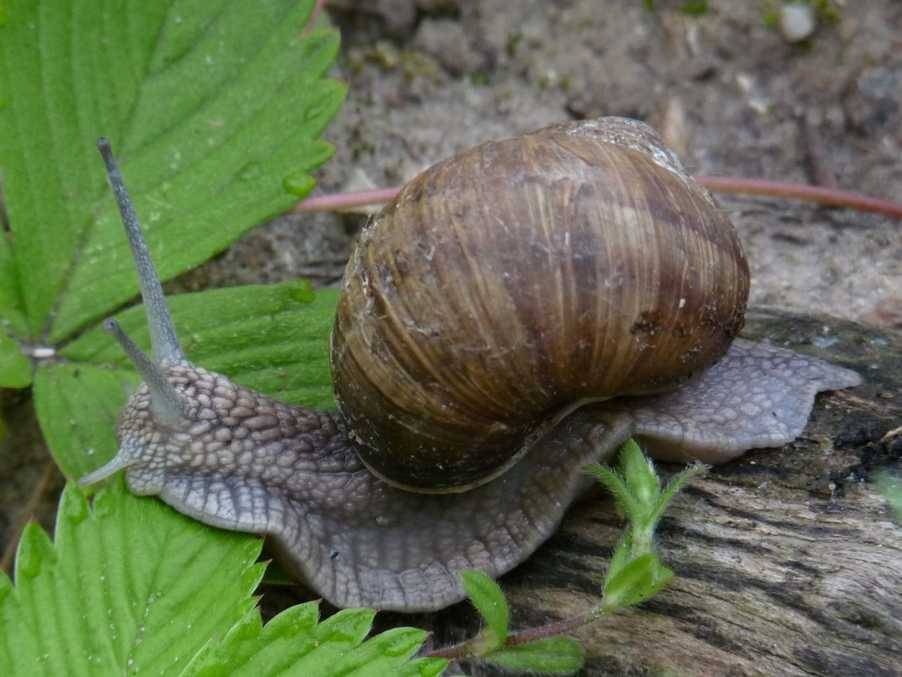 Schnecke