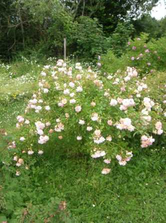 ‘Ghislaine de Féligonde’