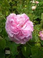 ‘Cabbage Rose’