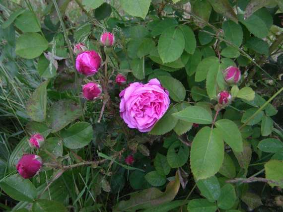 “Hansühn”, Blüten und Laub