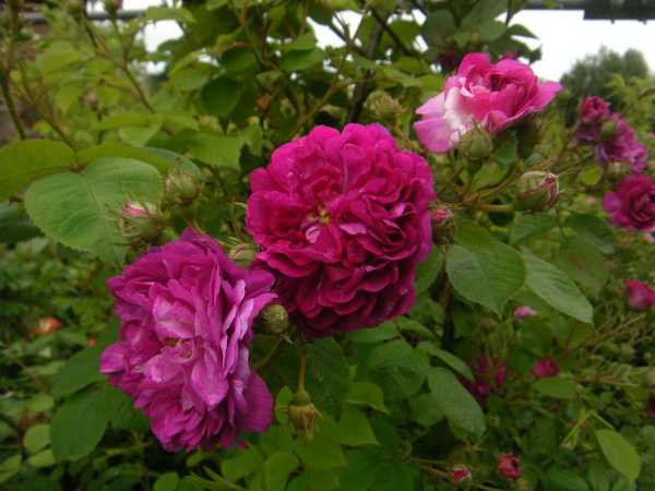 ‘Himmelsauge’, Blüte rot