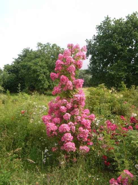 “Kew Rambler x Rosa multiflora var. adenochaeta”