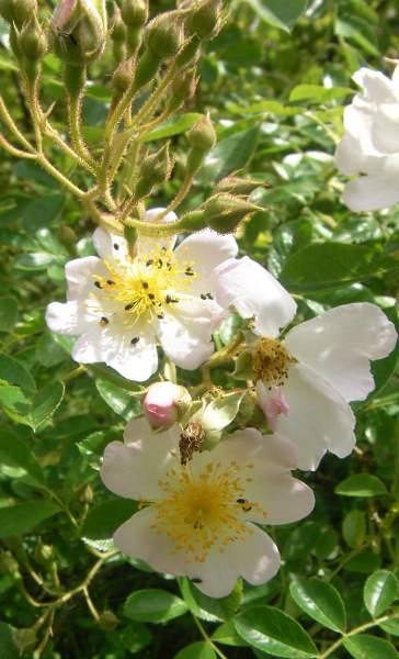 ‘Kew Rambler’ x Rosa multiflora var. adenochaeta