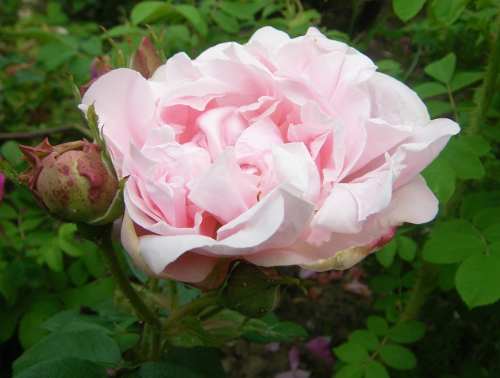 ‘Madame Ballu’