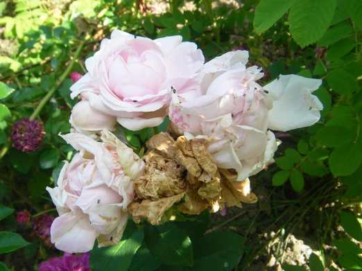 ‘Madame Ballu’