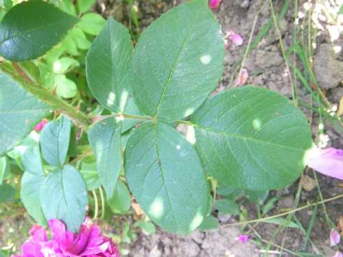 ‘Madame Ballu’