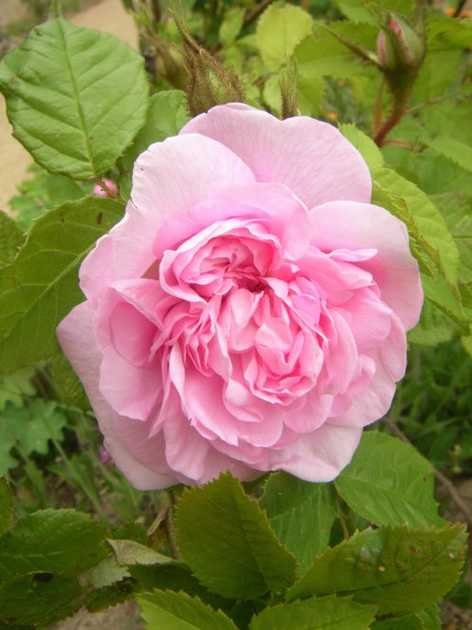 ‘Madame Edouard Ory’