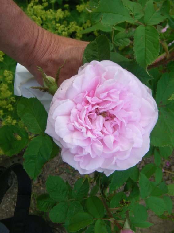 ‘Madame Edouard Ory’