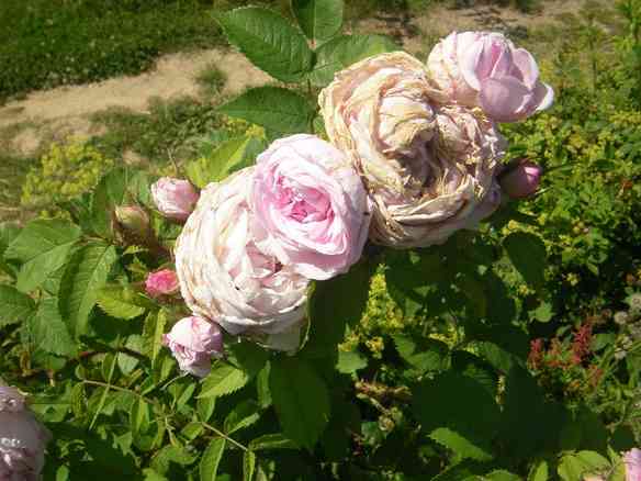 ‘Madame Edouard Ory’