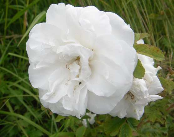 ‘Marie Bugnet’