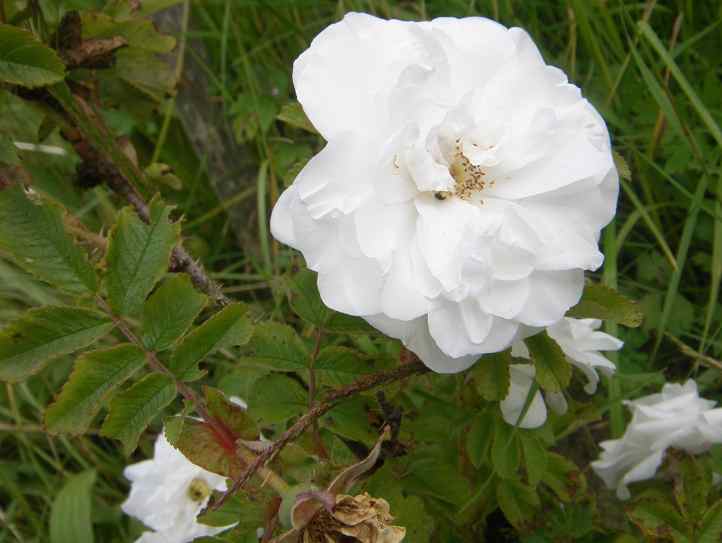 ‘Marie Bugnet’