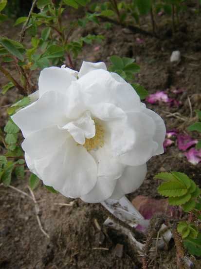 ‘Marie Bugnet’