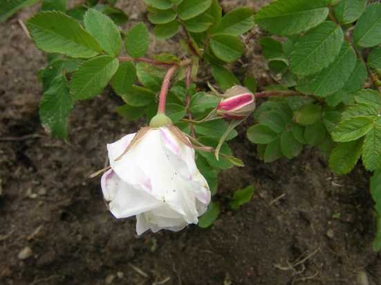 ‘Marie Bugnet’