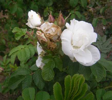 ‘Marie Bugnet’