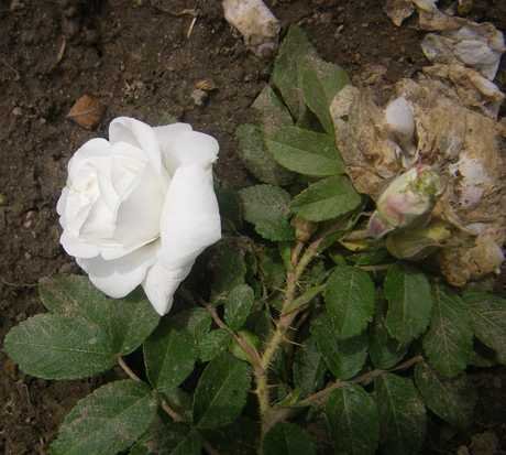 ‘Marie Bugnet’