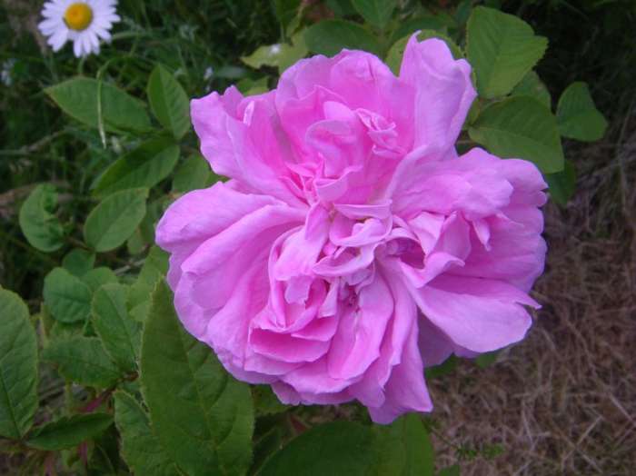 ‘Marie de Blois’