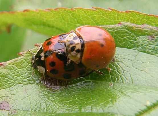 Marienkäfer