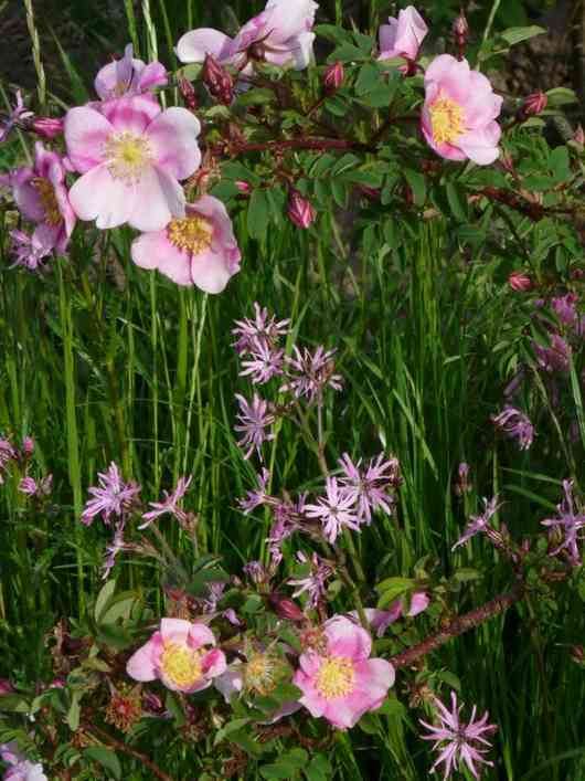 ‘Mary Queen of Scots’