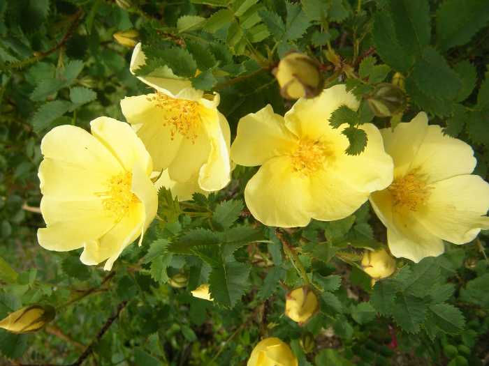 “Matti Hesperia”