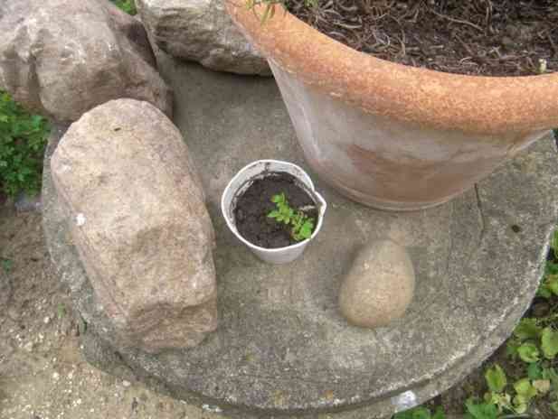 “Mozart, Sämling Emil”