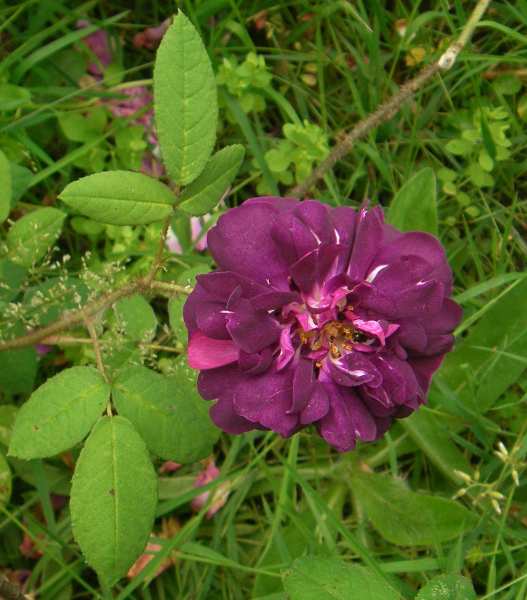 ‘Nuits de Young’