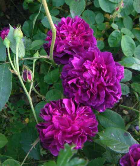 “Rosa Gallica ‘Officinalis’ x Etoile de Hollande”
