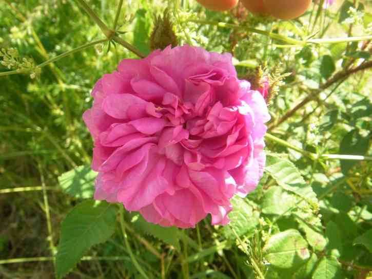 ‘Pélisson’