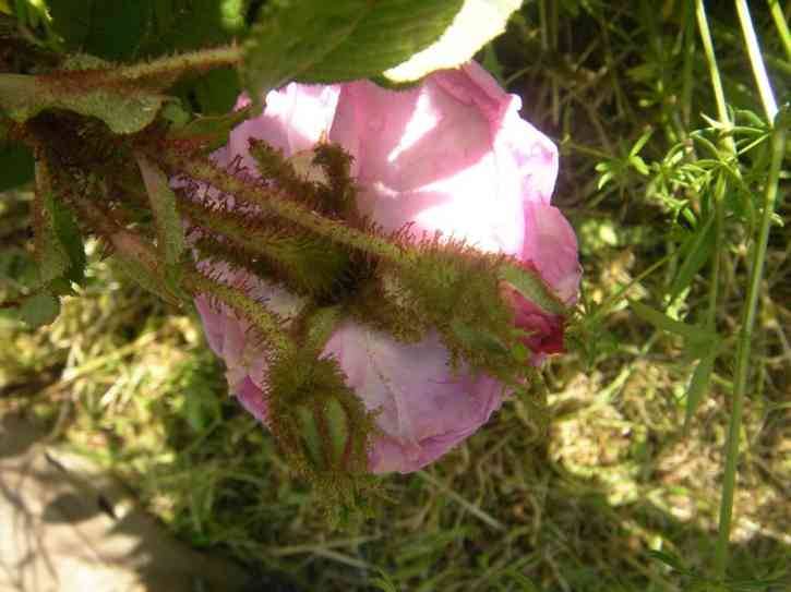 ‘Pélisson’