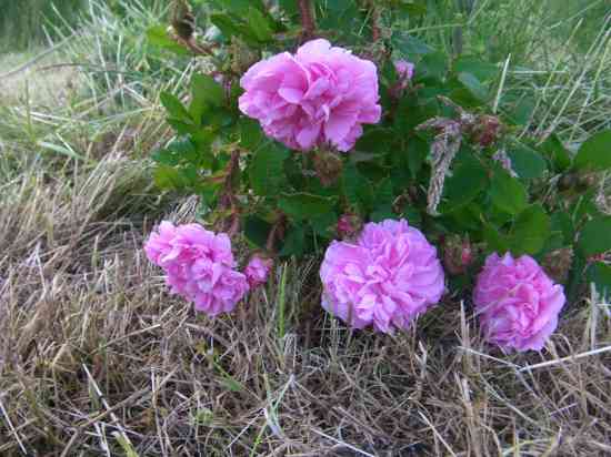 ‘Pélisson’