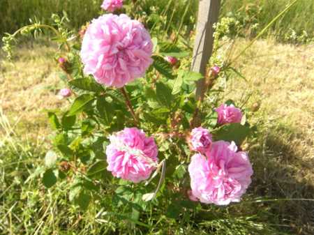 ‘Pélisson’