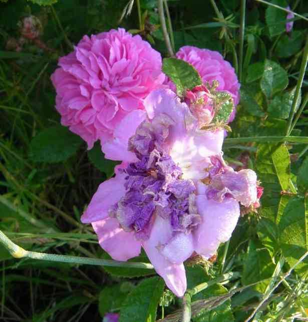 ‘Pélisson’