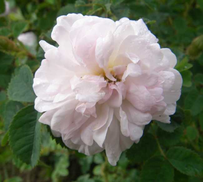 ‘Princess Lamballa’ borstig