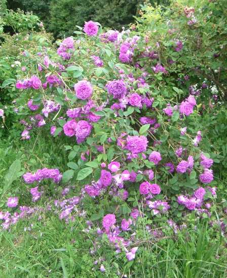 “Reine des Violettes, dunkle var.”