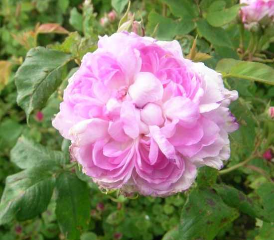“Reine des Violettes, helle var.”
