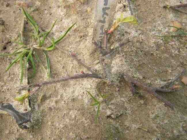Rosa amblyotis x rugosa