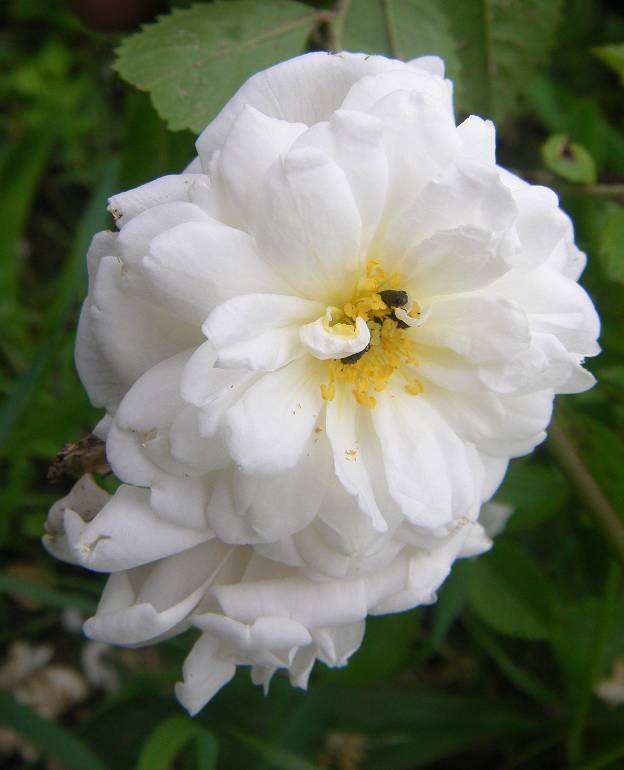 Rosa arvensis plena