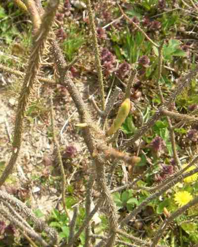 Rosa centifolia muscosa